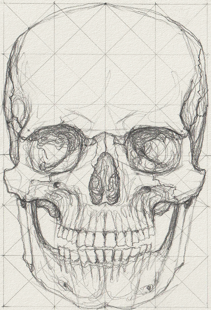 Skull Front Guide Study Drawing